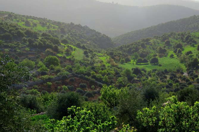Private Full Day Tour to Umm Qais and Ajloun from Amman - What the private format does well, and where it falls short