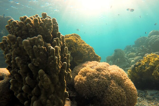 Private Scuba Diving Adventure in the Red Sea of Aqaba - What certified scuba users can expect