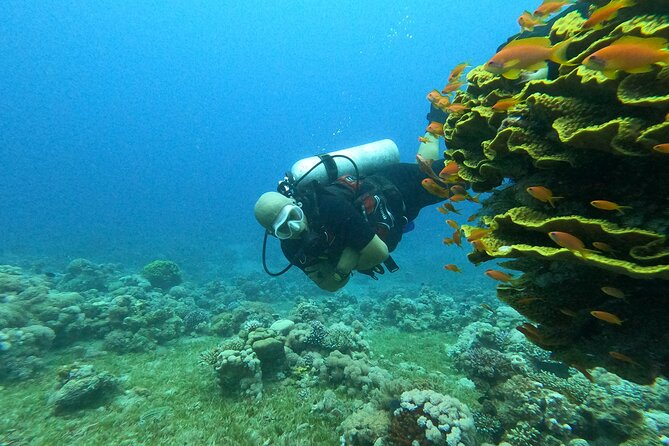 Private Scuba Diving Adventure in the Red Sea of Aqaba - Coral, fish, wrecks, and the included media