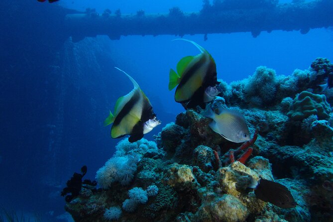 Private Scuba Diving Adventure in the Red Sea of Aqaba - Is $52.34 a fair price?