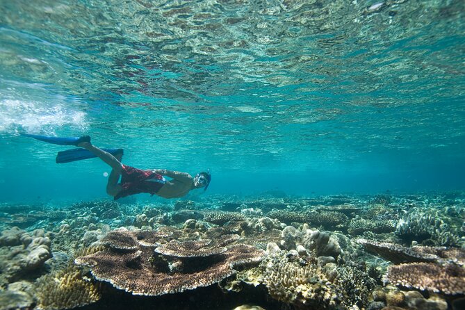 Private Snorkeling Experience in Aqaba Red Sea - Reefs, wrecks, and marine life around Aqaba