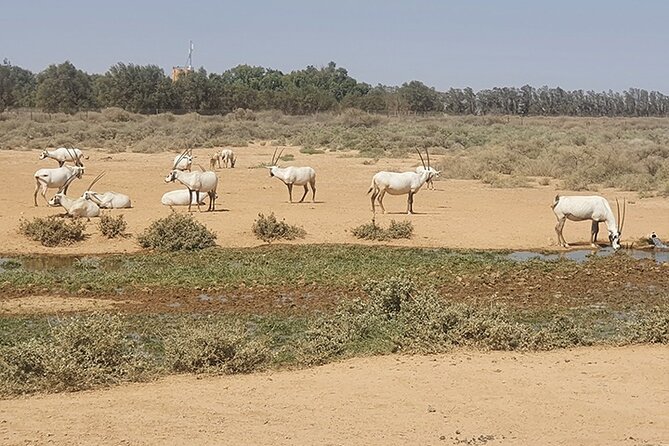 Private Tour of Desert Castles Eastern Jordan with optional Azraq Wetland Visit - Leaving Amman in a private vehicle