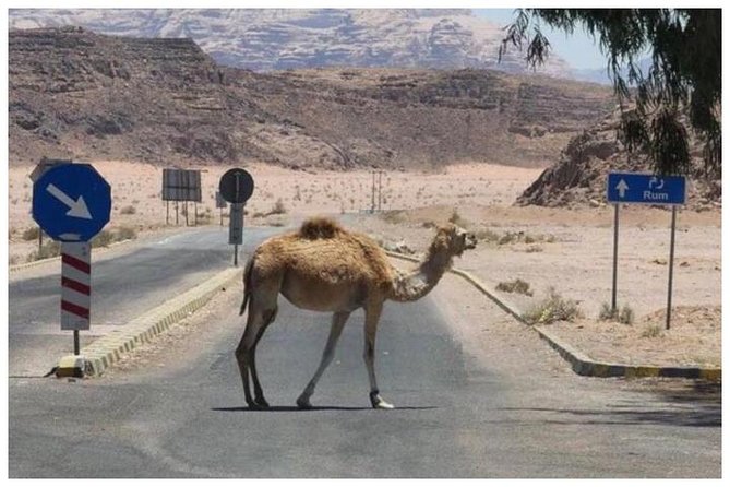 Private transfer Petra to/from Wadi Rum - Timing, pickup, and booking details