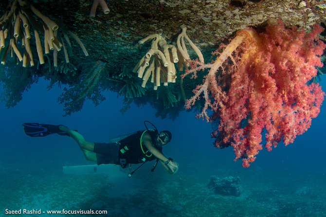 Scuba Diving for Certified Divers - A practical look at the six-hour schedule