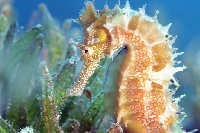 Scuba Diving for Certified Divers - Hotel pickup and a group of up to 30