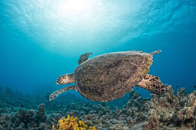 Scuba Diving for Certified Divers - Is $128.21 a fair price?