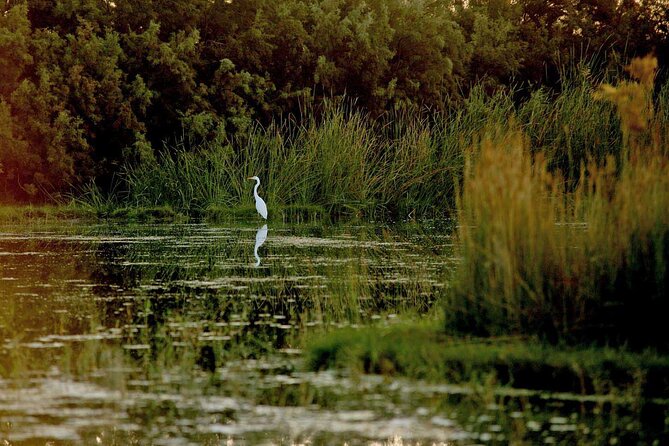 Shaumari Reserve and Azraq Wetland Private Full Day Tour from Amman - Who should book this private nature day?