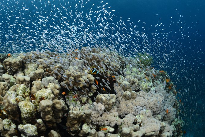 Shore Certified Diving - Two Dives - What the guides add to the experience