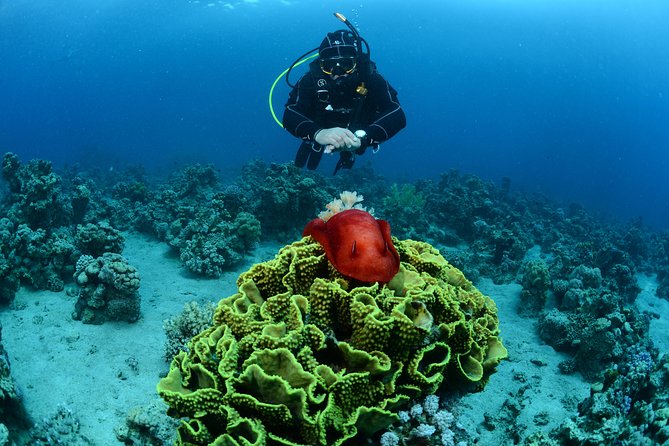 Shore Certified Diving - Two Dives - What the underwater sights offer