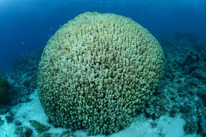 Shore Discover SCUBA Diving/Introductory Diving - One Dive - Key points to know before you book