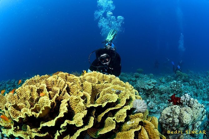 Shore Discover SCUBA Diving/Introductory Diving - One Dive - Is $75 a fair price?