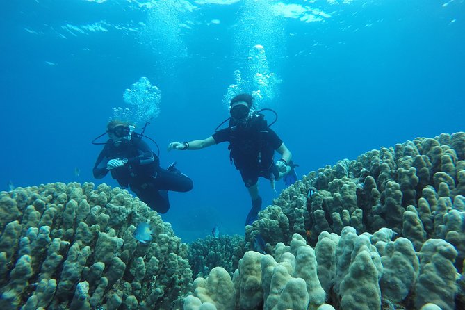 Shore Discover SCUBA Diving/Introductory Diving - One Dive - Starting at Aqaba Sharks Bay Divers