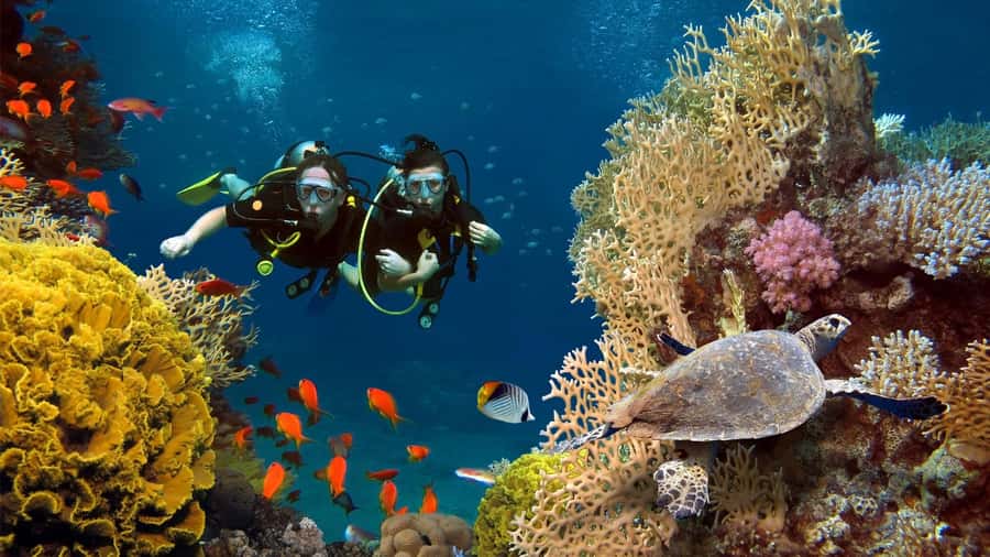 shore dive in red sea with pick up & snacks - Key points to know before you book
