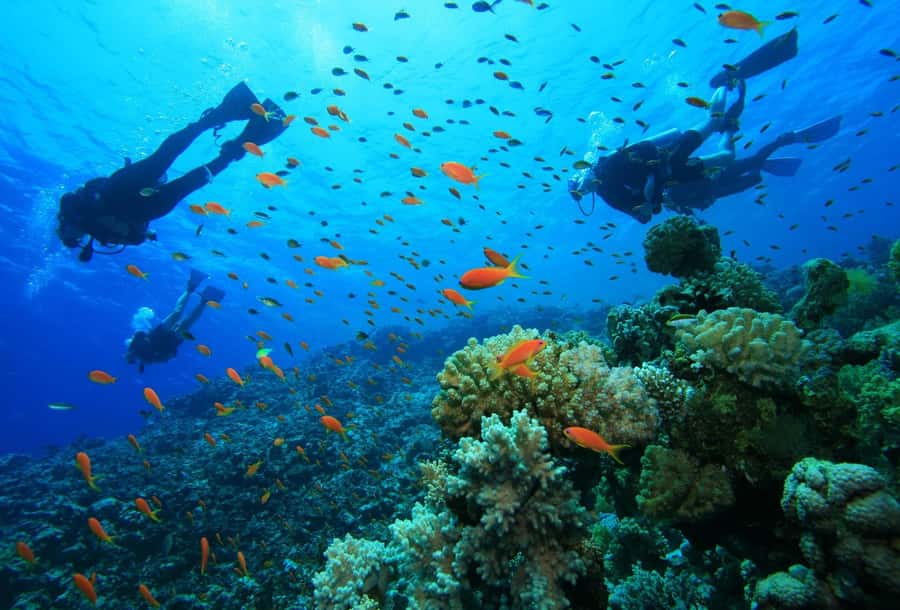 shore dive in red sea with pick up & snacks - The Red Sea sights you may see