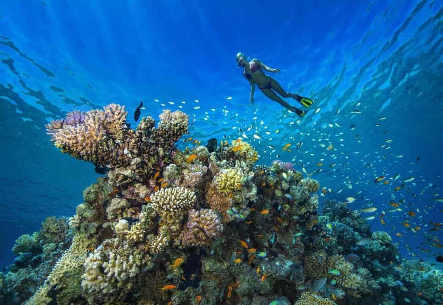 shore dive in red sea with pick up & snacks - What the day looks like from hotel pickup to the water