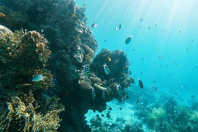 Shore Snorkeling - Two hours - Why South Beach makes a good Aqaba outing