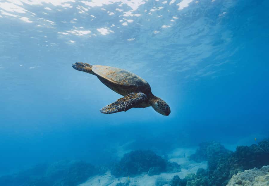 Snorkeling in The Red Sea With Equipment And Free Transfer - Key points to know before booking