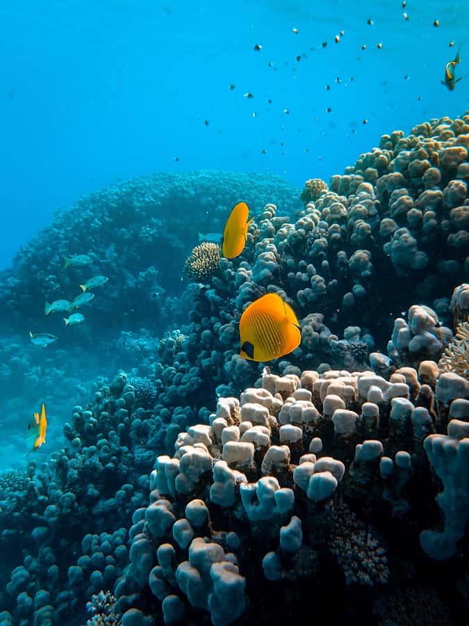 Snorkeling in The Red Sea With Equipment And Free Transfer - What happens during the three-hour water session