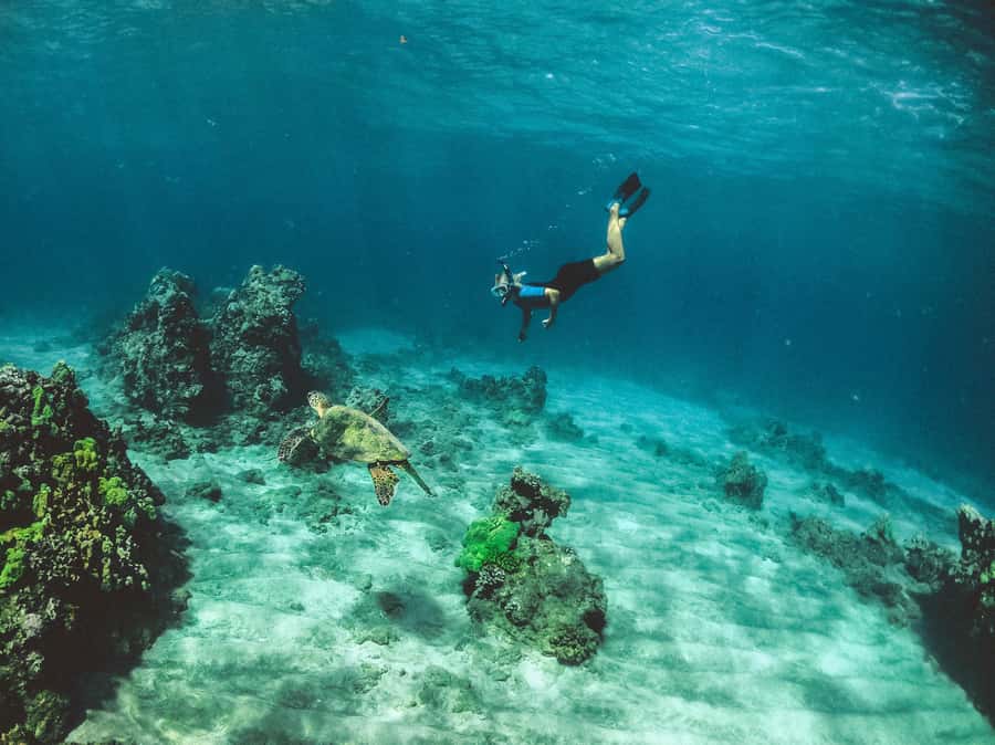 Snorkeling in The Red Sea With Equipment And Free Transfer - Coral, fish, and the submerged plane and tank