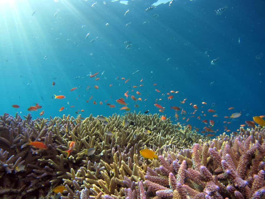 Snorkeling in The Red Sea With Equipment And Free Transfer - Health, access, and practical limits