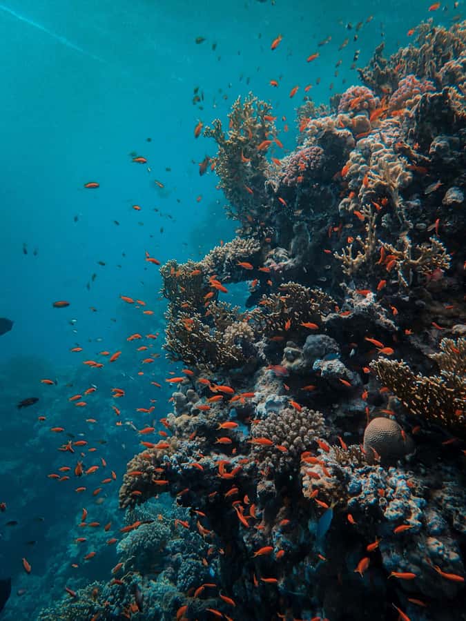 Snorkeling in The Red Sea With Equipment And Free Transfer - Pickup from Aqaba or Aqaba Fort