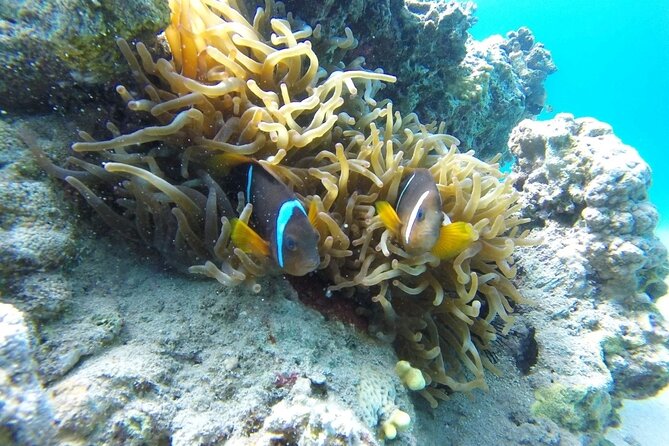 Snorkeling Trip with pick up ( beach) - Is it a good cruise shore excursion?