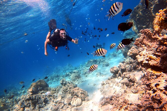 Take advantage of a half-day boat dive experience in Red sea of Aqaba. - Underwater photos and video are a real bonus