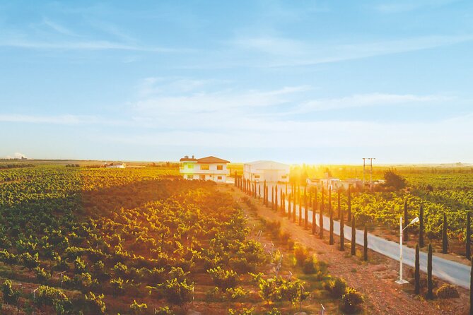 Vineyard Tour in Al Mafraq Governorate - Why the 100-hectare vineyard matters