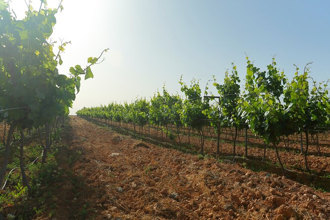 Vineyard Tour in Al Mafraq Governorate - Meeting certified sommelier Mo