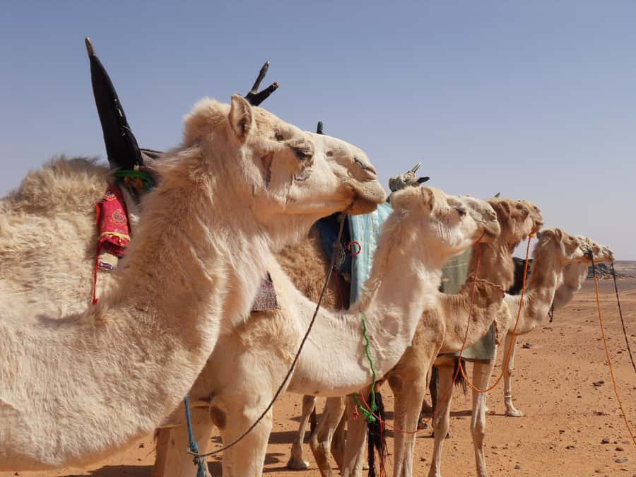 Wadi Rum: 2 Hour Camel Ride at Sunset/Sunrise Overnight - Key things to know before booking