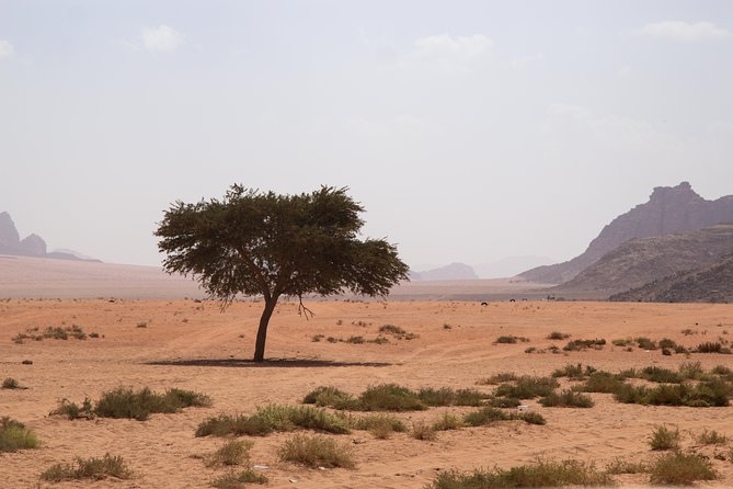 Wadi Rum: 4 Hour Highlights Tour - What $73 per person really gets you