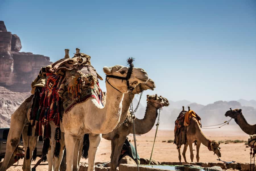 Wadi Rum: Camel Ride with tea and Bedouin Guide - Starting in Wadi Rum Village