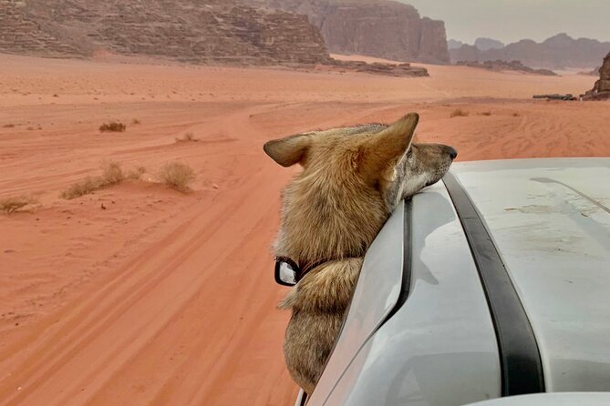 Wadi Rum Cave Camping with Jeep Tour - Khazali Canyon brings the rock close