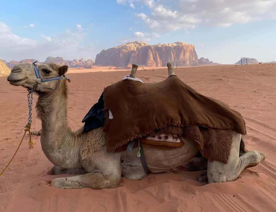 Wadi Rum Classic 4-Hour Jeep Safari - Starting at the Rest House in Wadi Rum Village
