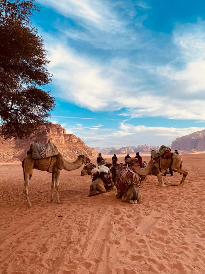 Wadi Rum Classic 4-Hour Jeep Safari - Desert valleys and rock formations