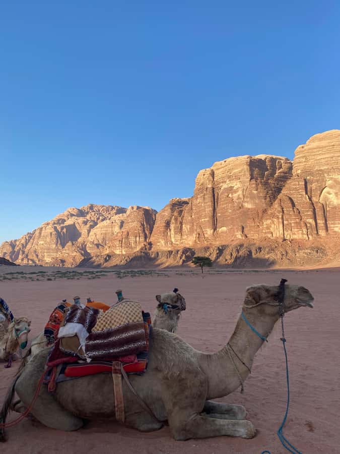 Wadi Rum Classic 4-Hour Jeep Safari - Practical details before you book