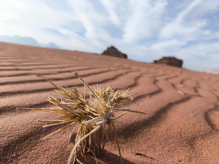 Wadi Rum: Morning or Sunset Jeep Tour - Khazali Canyon, where a short walk adds depth