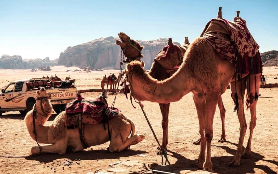 Whispers of Stone, Sand & Sea: Jordan in Five Days - Five days that cover nearly all of Jordan’s big sights